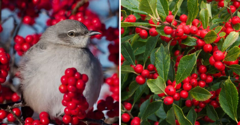 This Native Michigan Shrub Feeds Fall Birds Without Running Wild