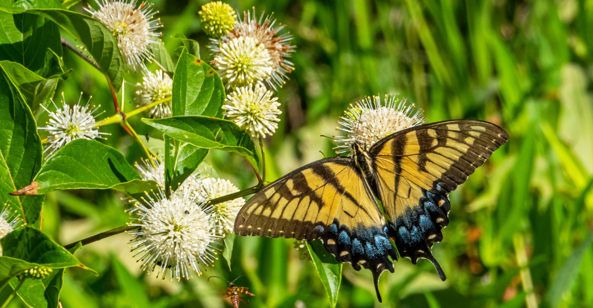 butterfly on buttonbush