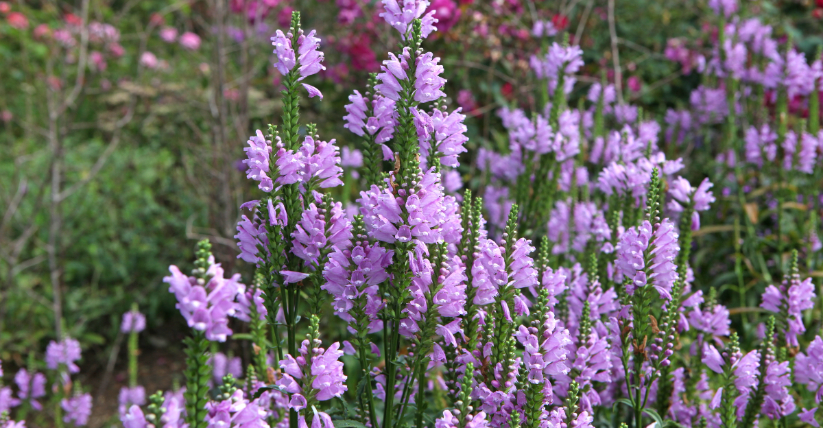 obedient plant