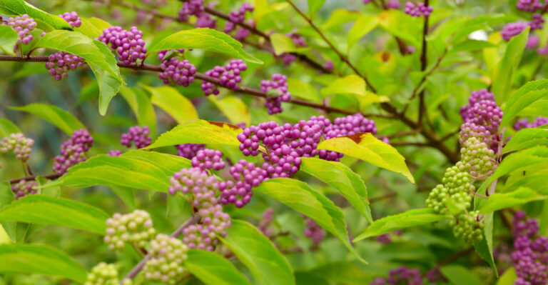 This Native Missouri Plant Makes Yards Less Tick-Friendly