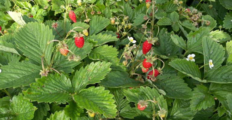 wild strawberry