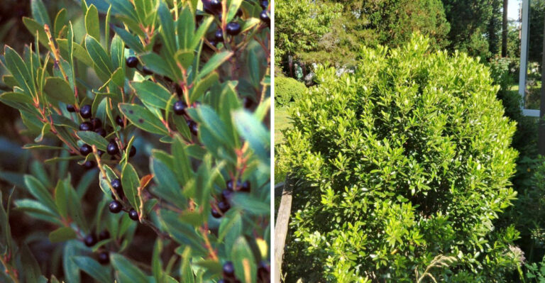 inkberry holly