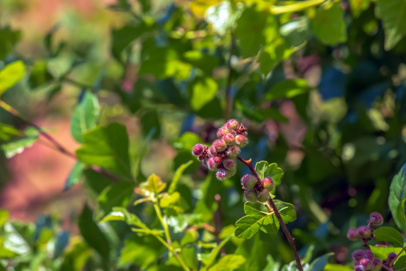 fragrant sumac