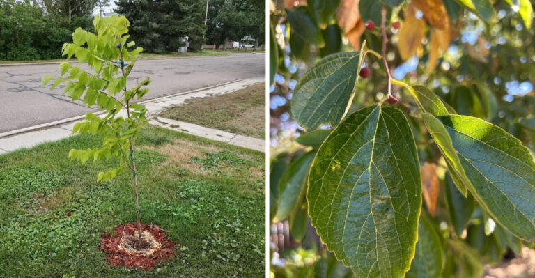 This Native Pennsylvania Tree Is Replacing Thirsty Lawns In Dry Yards