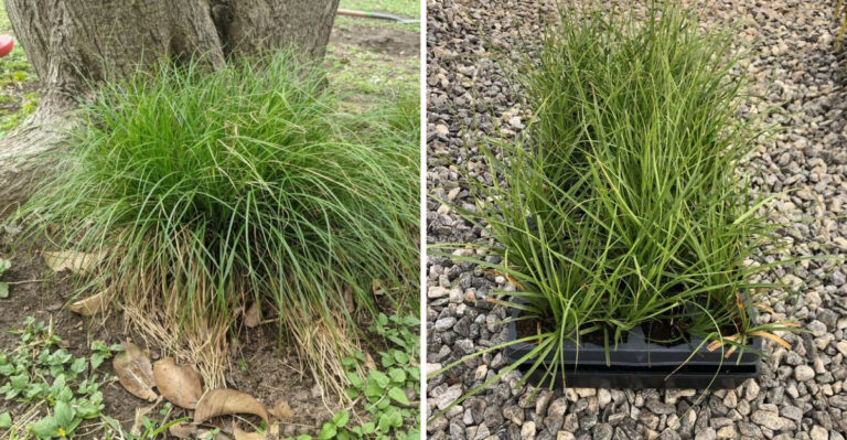 Cherokee Sedge
