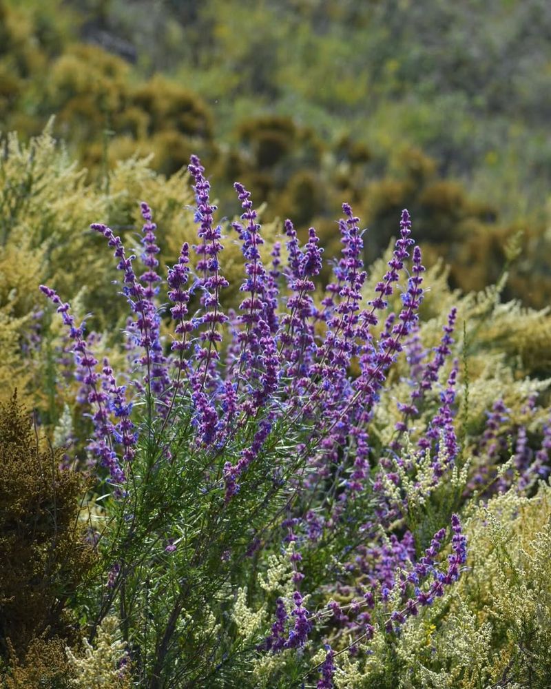 This Native Shrub Loves Sun And Drainage This Native Shrub Loves Sun And Drainage