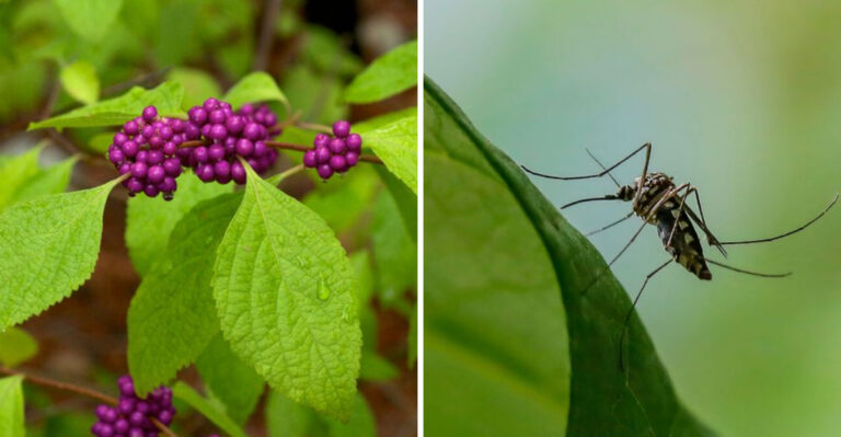 american beautyberry and mosquito