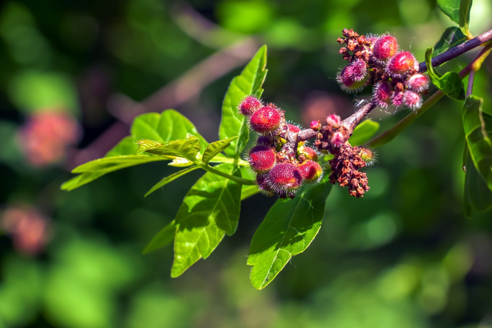 fragrant sumac