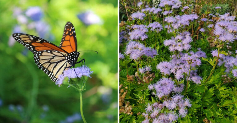 butterfly and greggs blue mistflower