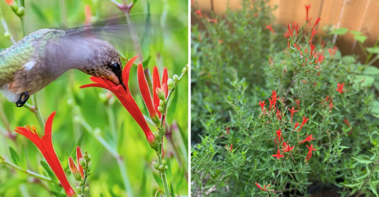 This Native Texas Wildflower Keeps Blooming When August Heat Peaks