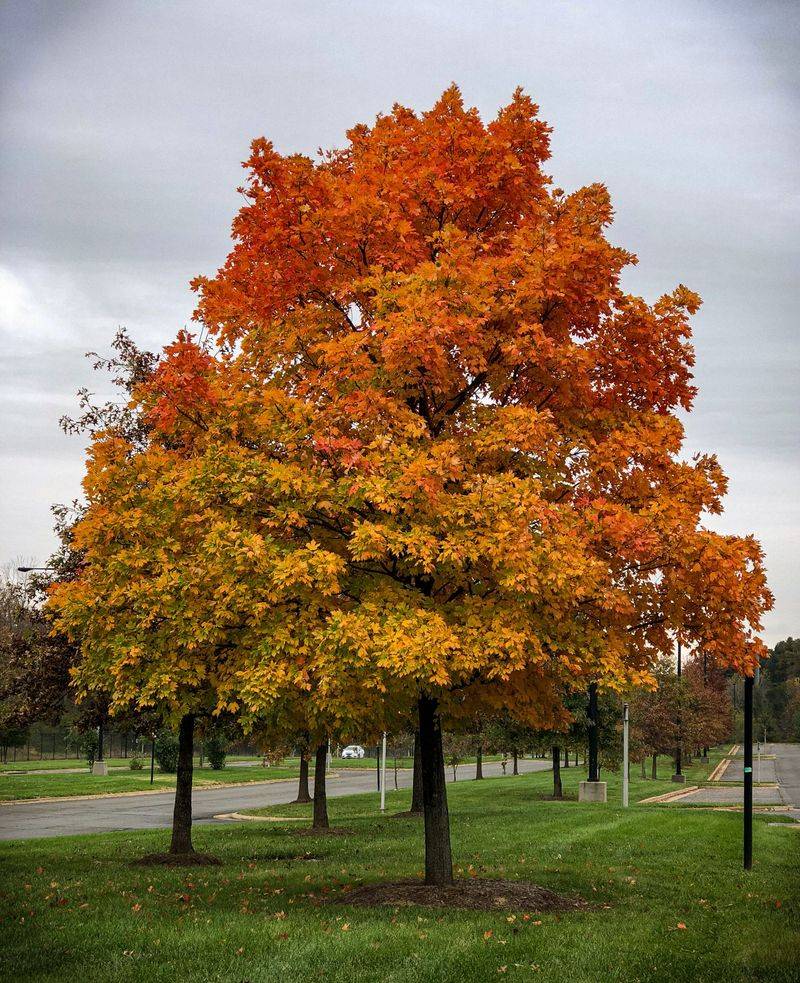 This Native Tree Remains A Top Landscape Choice This Native Tree Remains A Top Landscape Choice