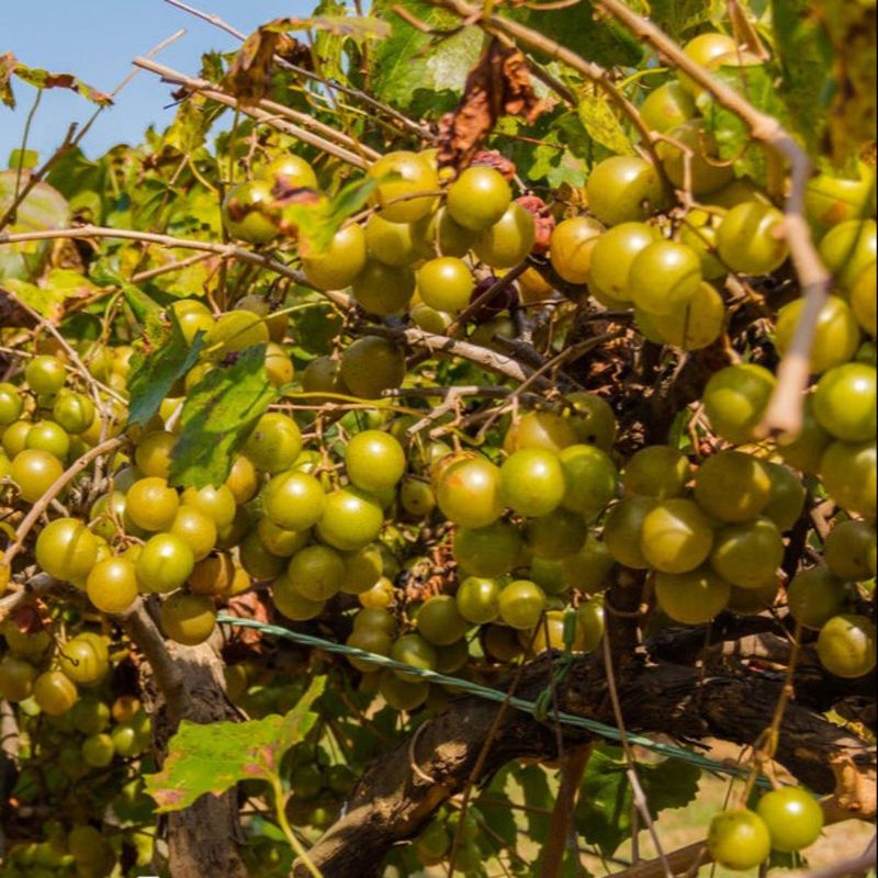 This Native Vine Handles Heat And Humidity This Native Vine Handles Heat And Humidity