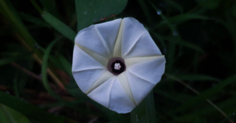 This Night-Blooming Vine Thrives In Georgia Gardens