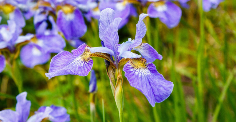 Image Credit: © Greens and Blues / Shutterstock
