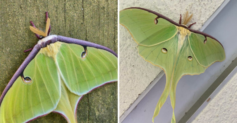 This Ohio Yard Cleanup Mistake Can Wipe Out Luna Moth Cocoons Before Spring