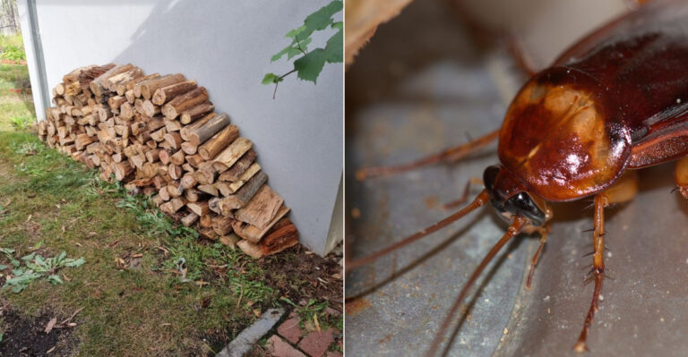 This One California Yard Feature Is A Magnet For Cockroaches