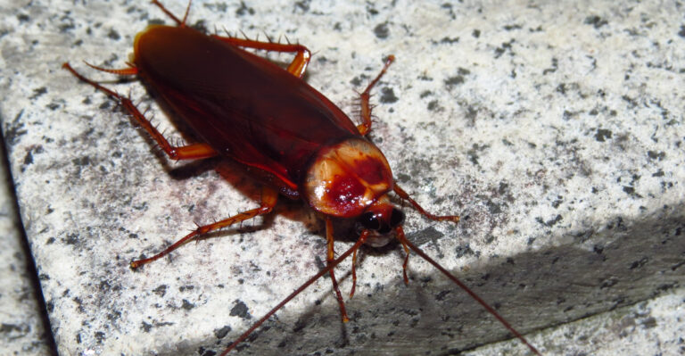 Cockroach (featured image)