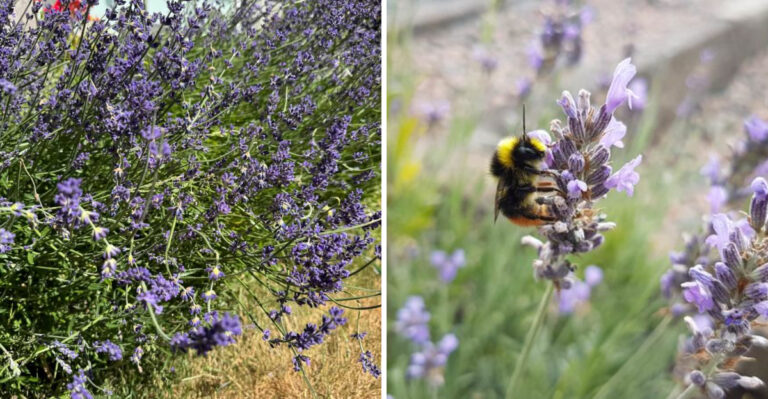 This Oregon Patio Plant Pulls Double Duty Against Ticks And Mosquitoes