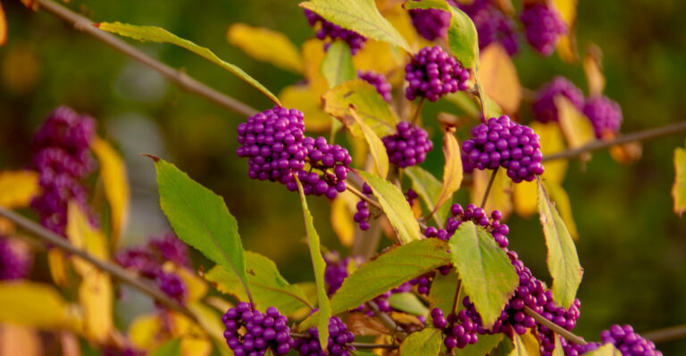 This Overlooked Illinois Porch Plant Helps Keep Mosquitoes And Ticks Away