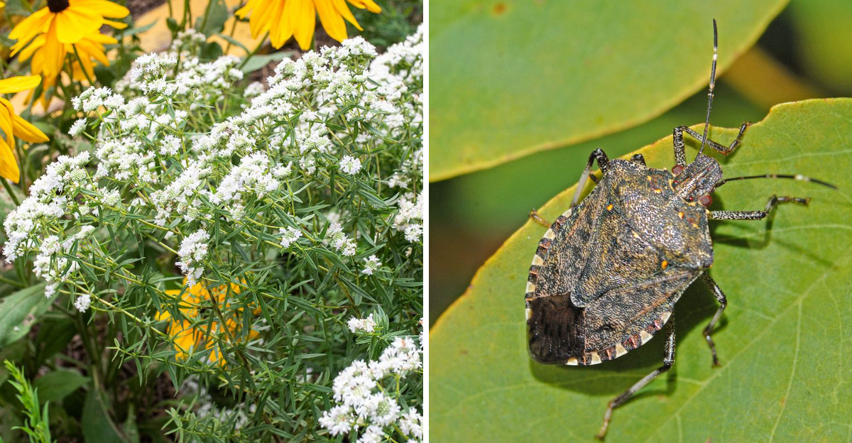 virginia mountain mint and stink bug