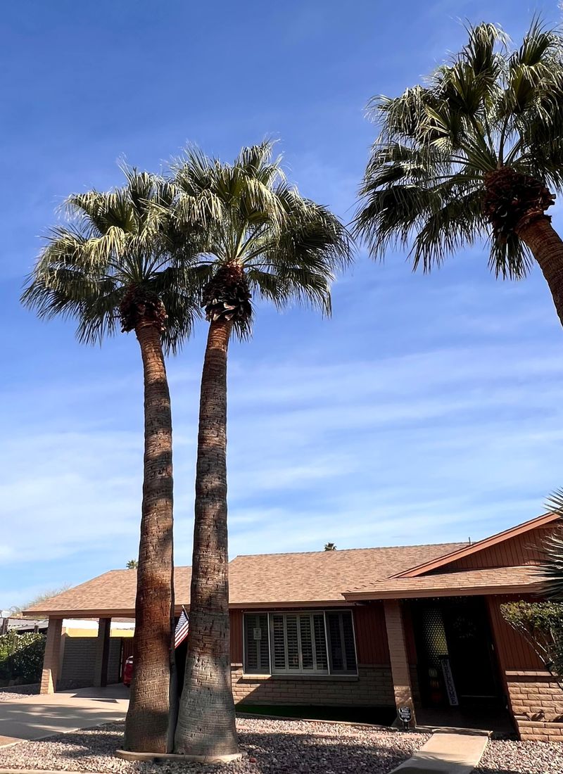 This Palm Belongs In California Landscapes This Palm Belongs In California Landscapes