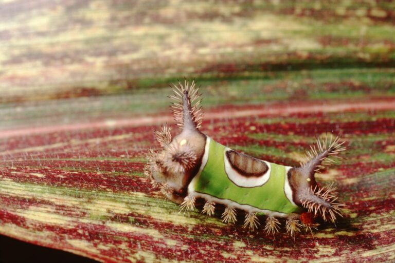 saddleback caterpillar