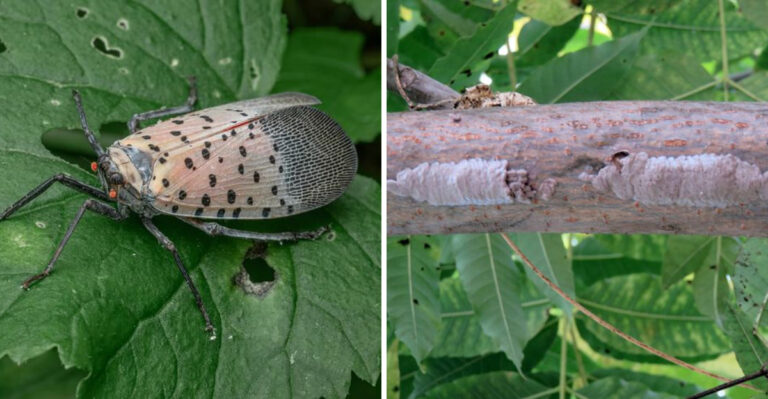 spotted lanternfly and eggs