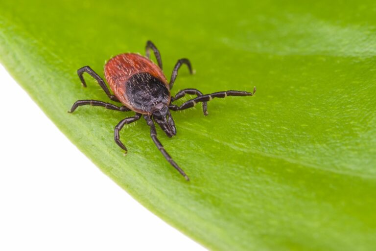 black legged tick