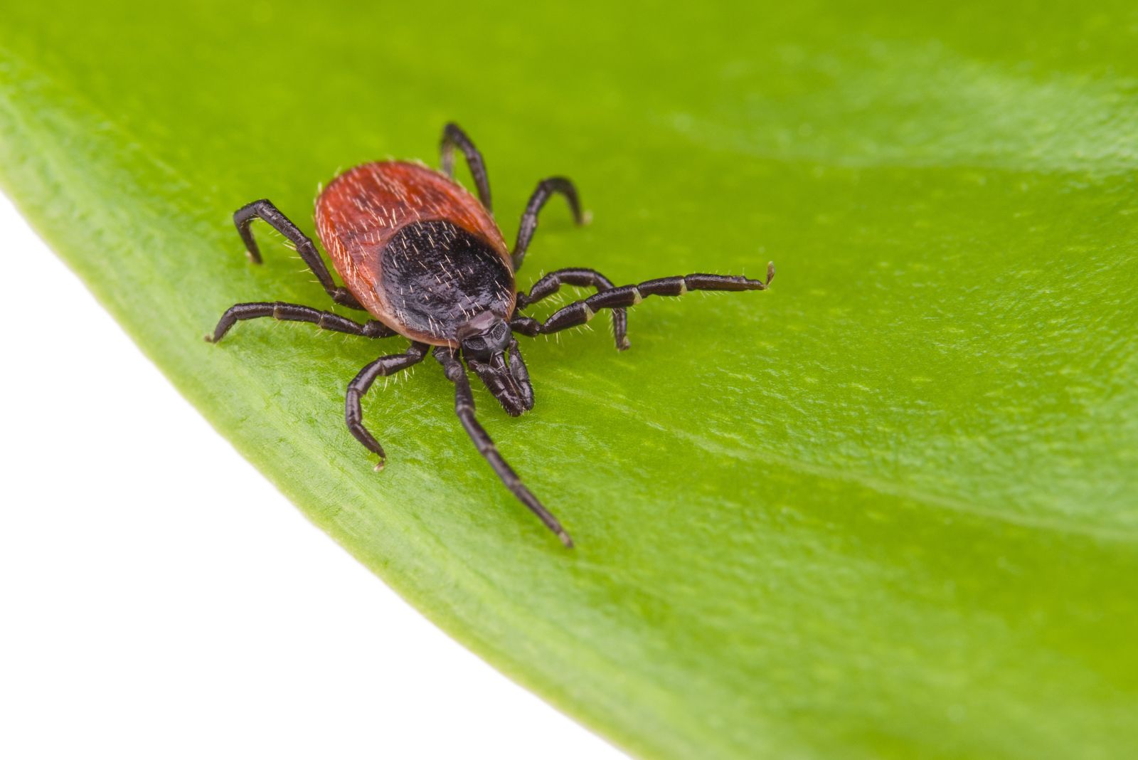 black legged tick