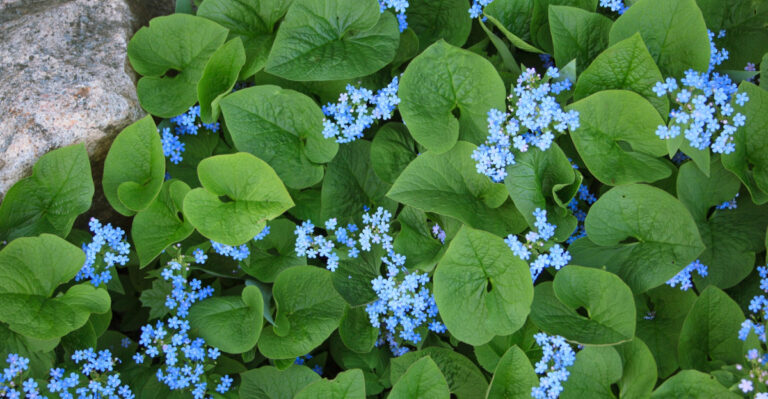 This Perennial Brings True Blue To Shaded Washington Gardens