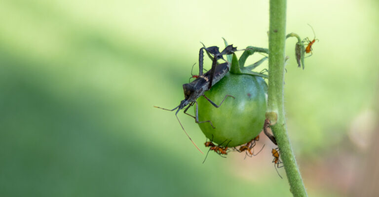 This Pest Is Going After California Tomatoes And Pomegranates Right Now