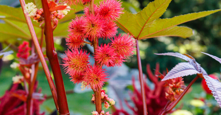 This Plant Growing Along California Roadsides Is More Toxic Than Rattlesnake Venom