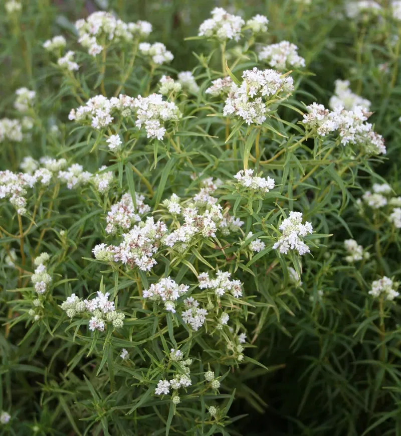 This Plant Supports Helpers, Not Repellent Control This Plant Supports Helpers, Not Repellent Control