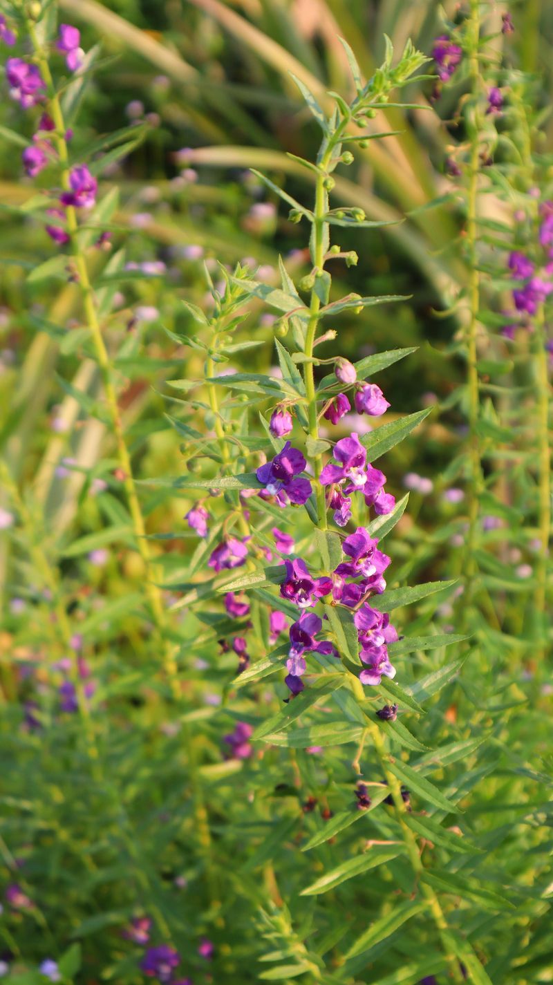 This Plant Was Built for Missouri's Toughest Afternoons