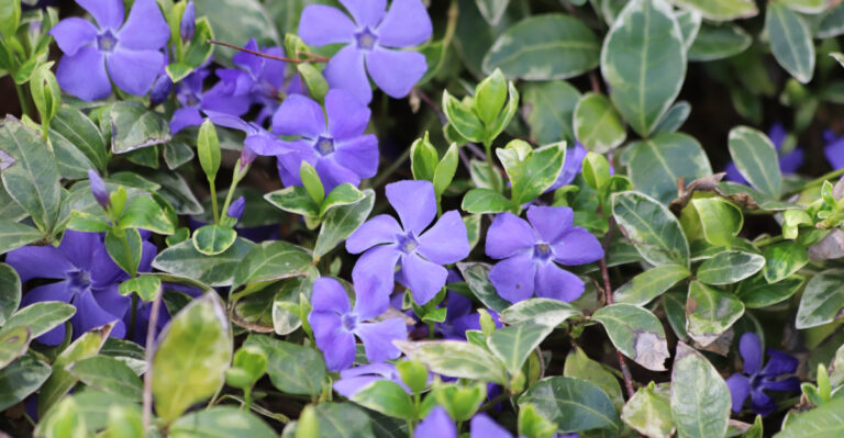 This Popular Groundcover Is Being Banned In More California Counties