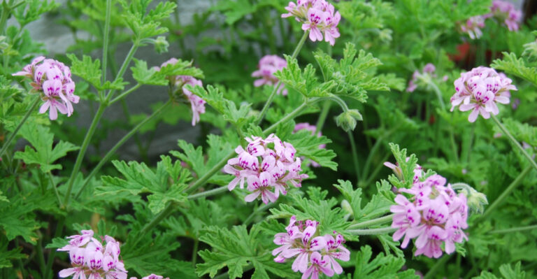 This Porch Plant Is Helping Tennessee Homeowners Repel Mosquitoes