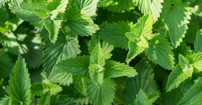 This Porch Plant Makes Rats And Roaches Less Welcome In Connecticut