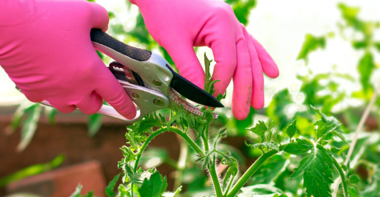 This Pruning Mistake Is Quietly Ruining Your Tomato Harvest