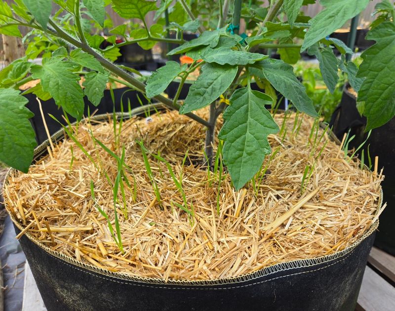 This Quiet Garden Trend Is Helping Soil Stay Cooler Longer
