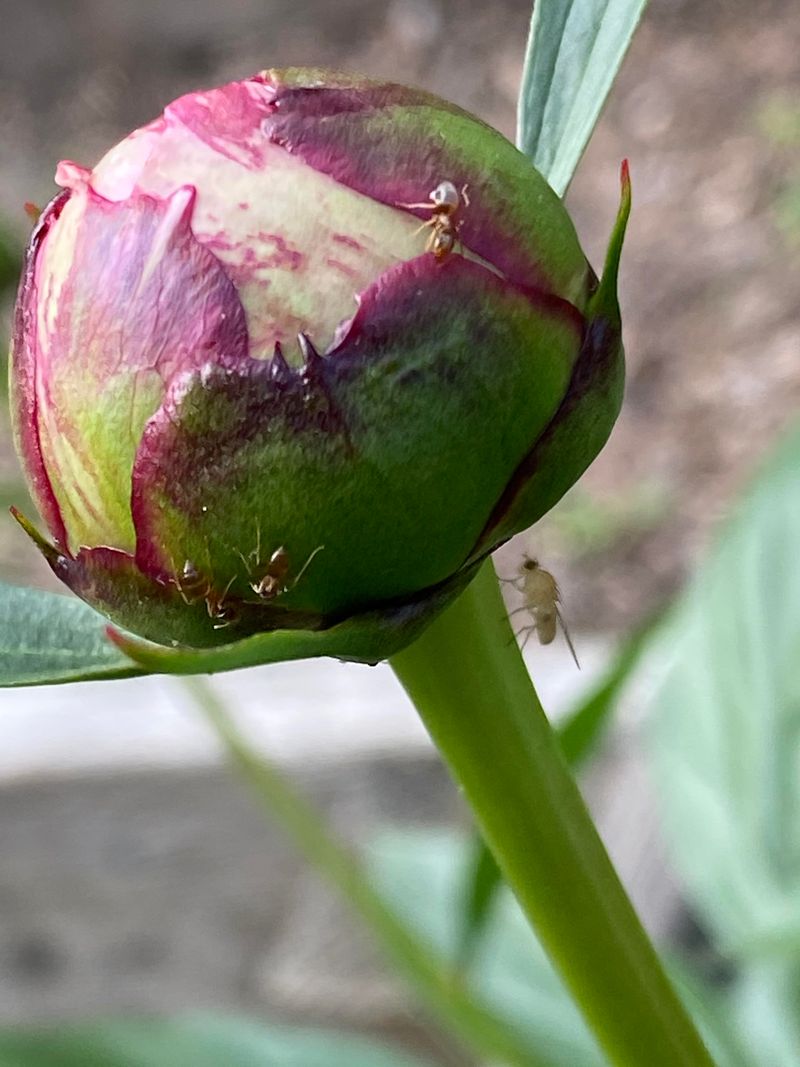This Relationship Benefits Both The Ants And The Plant This Relationship Benefits Both The Ants And The Plant