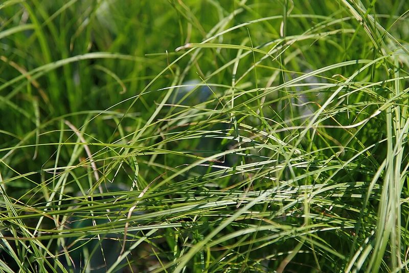 This Sedge Handles Shade And Clay Soil In The Right Spot