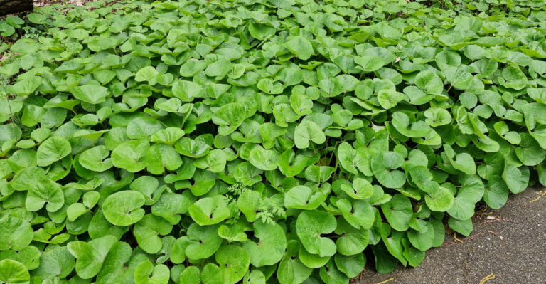 wild ginger