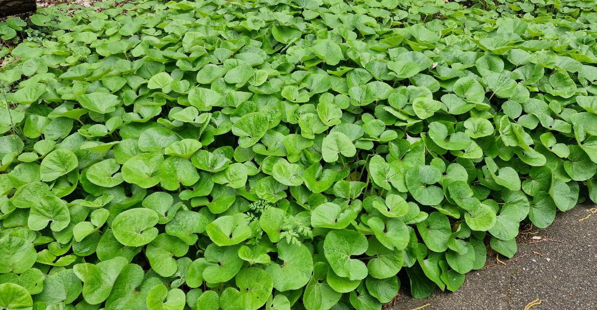 wild ginger