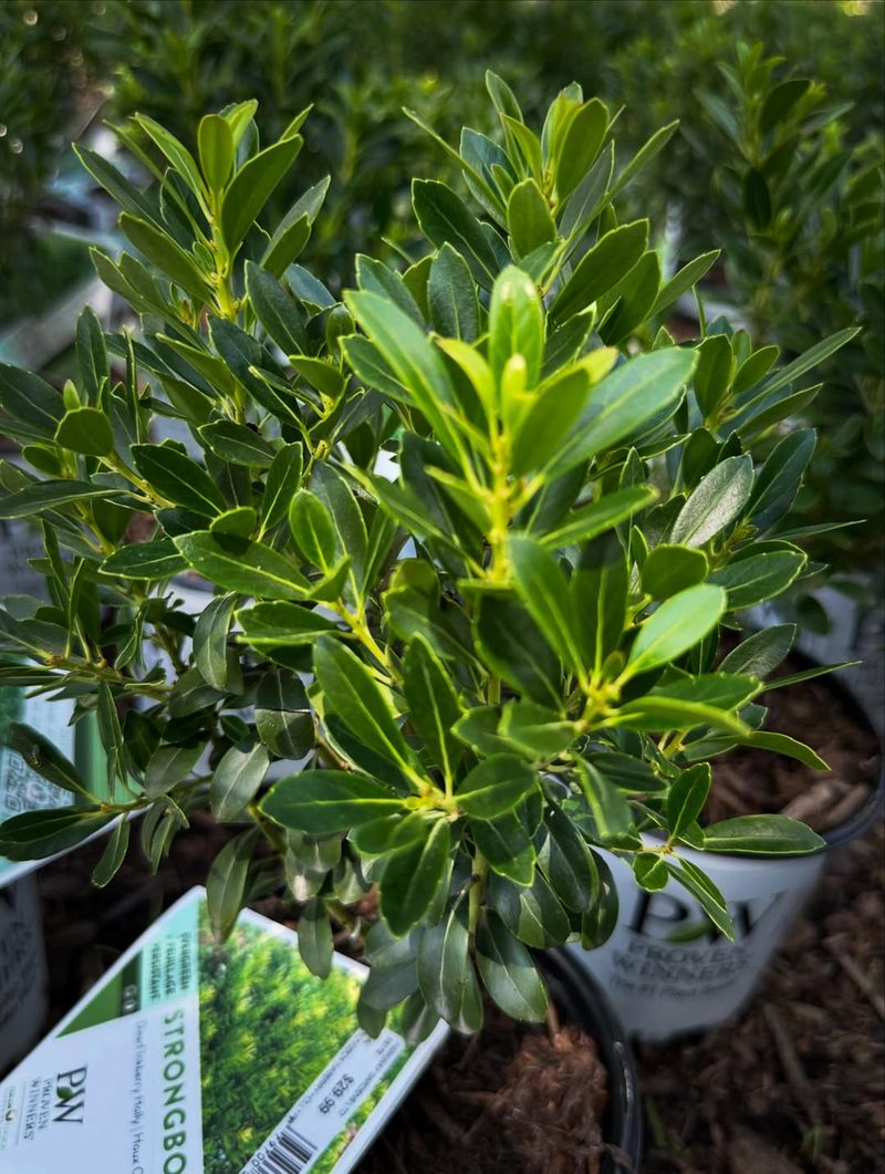 This Shrub Feeds Birds And Blocks Noise This Shrub Feeds Birds And Blocks Noise