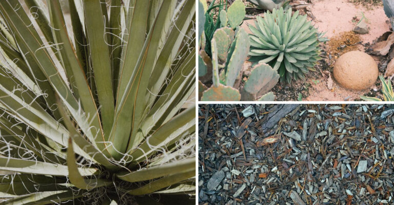 This Simple Habit Builds Drought Tolerance In New Mexico Gardens