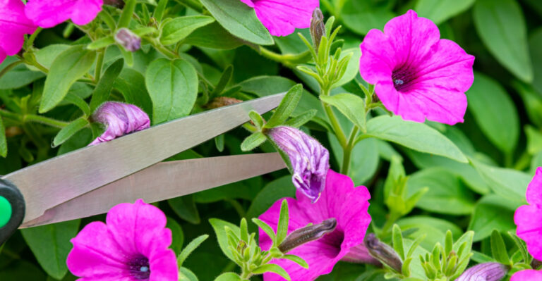 This Small Habit Keeps Your Petunias Blooming All Summer Long