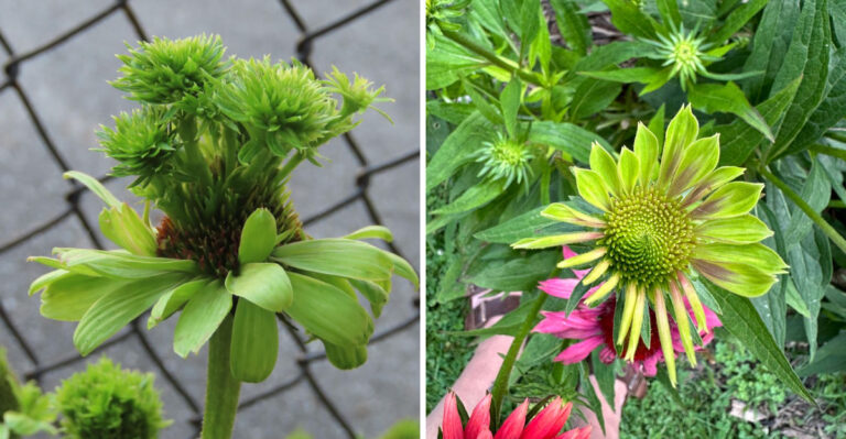 This Strange Yellow Growth On Coneflowers Is A Warning Sign For Iowa Gardens