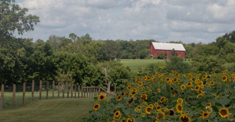 This Stunning Kentucky Flower Farm Pairs Golden Sunflowers With Vibrant Summer Photo Spots