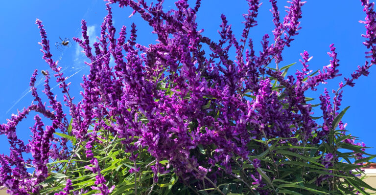 This Stunning Low-Maintenance California Shrub Is Becoming A Popular Alternative To Lantana