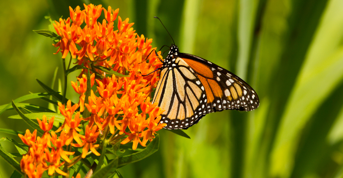 butterfly weed